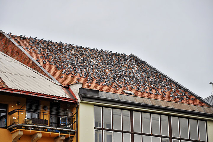A2B Pest Control are able to install spikes to deter birds from roofs in Whitby. 