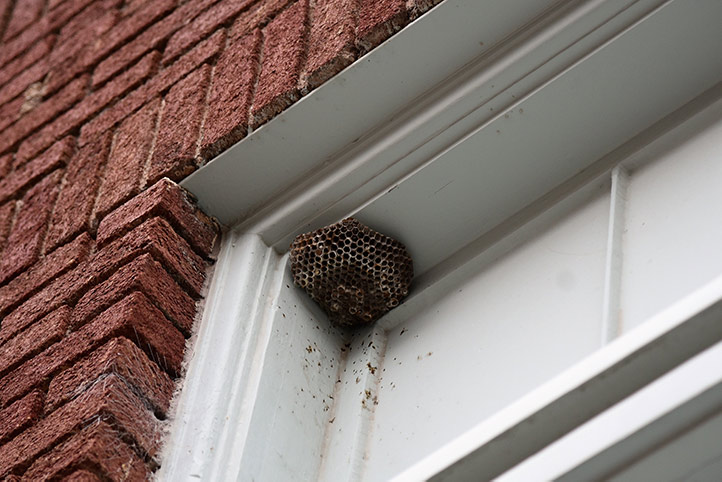 We provide a wasp nest removal service for domestic and commercial properties in Whitby.